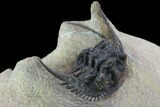 Spiny Leonaspis Trilobite From Morocco #98619-1